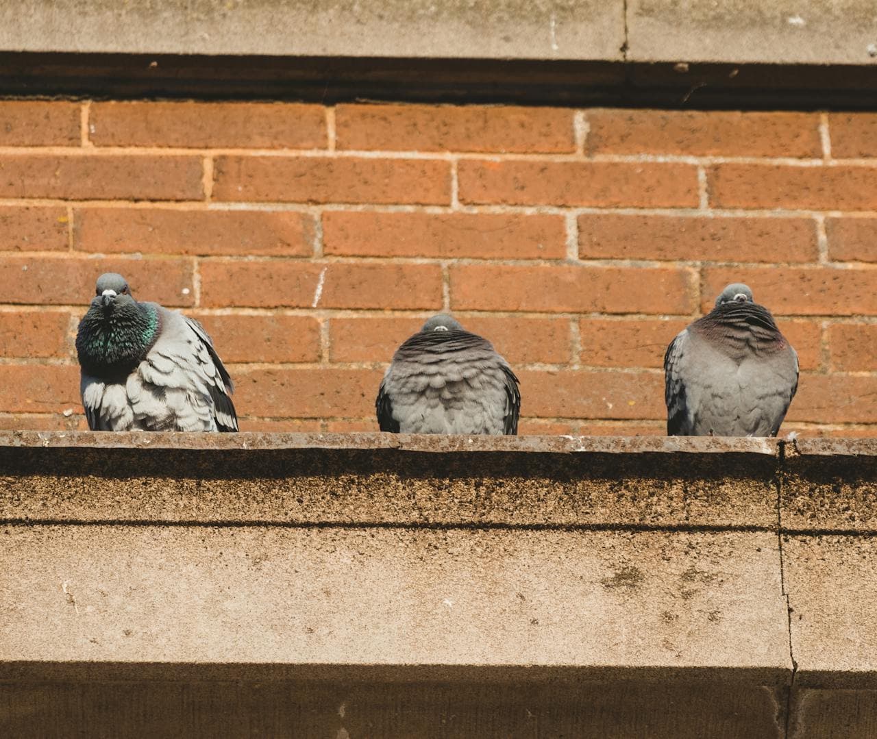 Pigeon sur mon balcon : solutions efficaces et légales