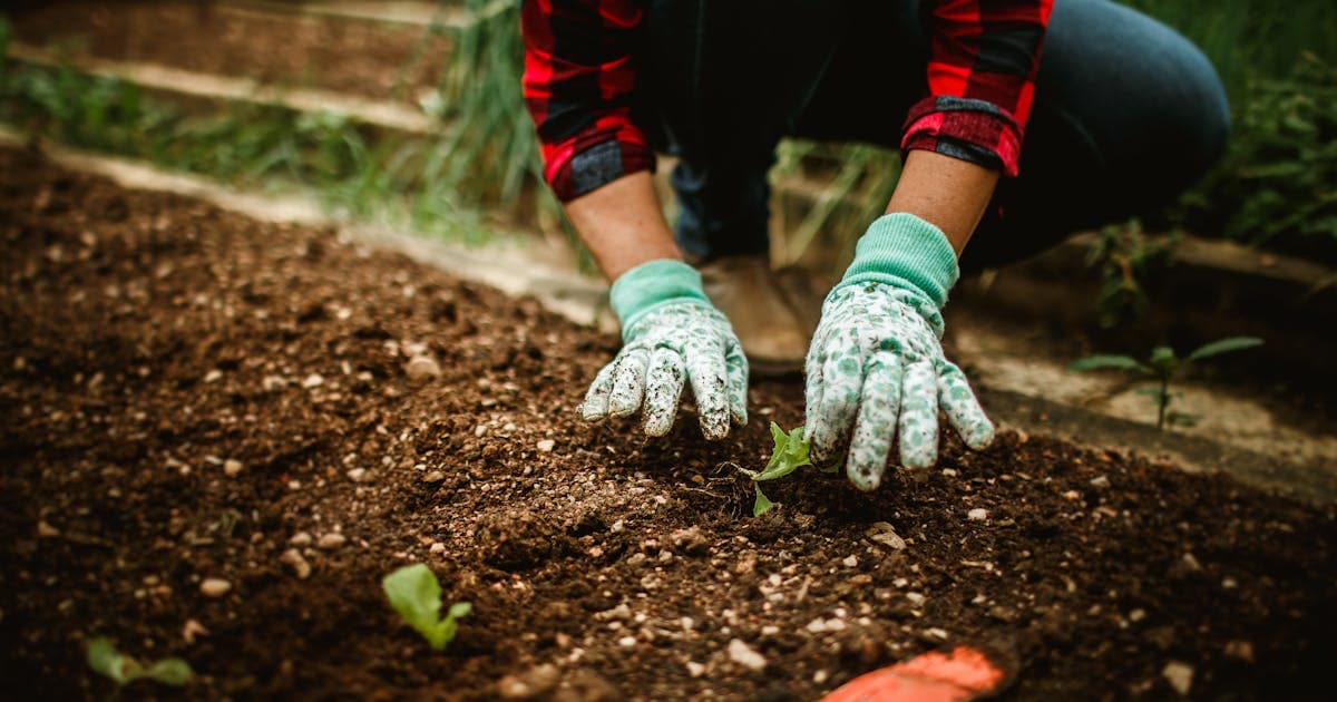 Rats dans le jardin : prévention et traitement efficace