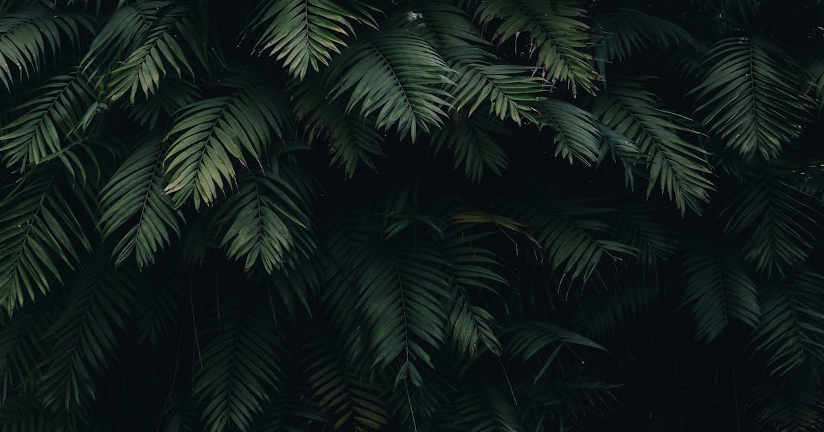 Dératisation écologique : les alternatives aux anticoagulants