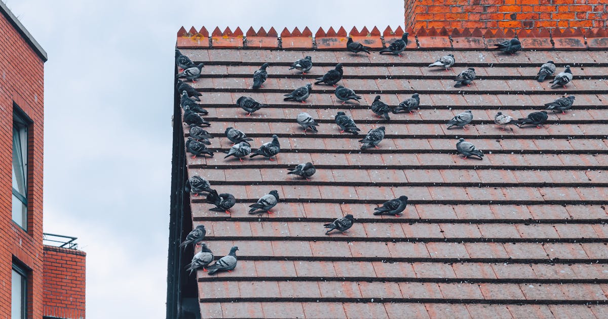 Pigeons sur la toiture : risques sanitaires et solutions de dépigeonnage