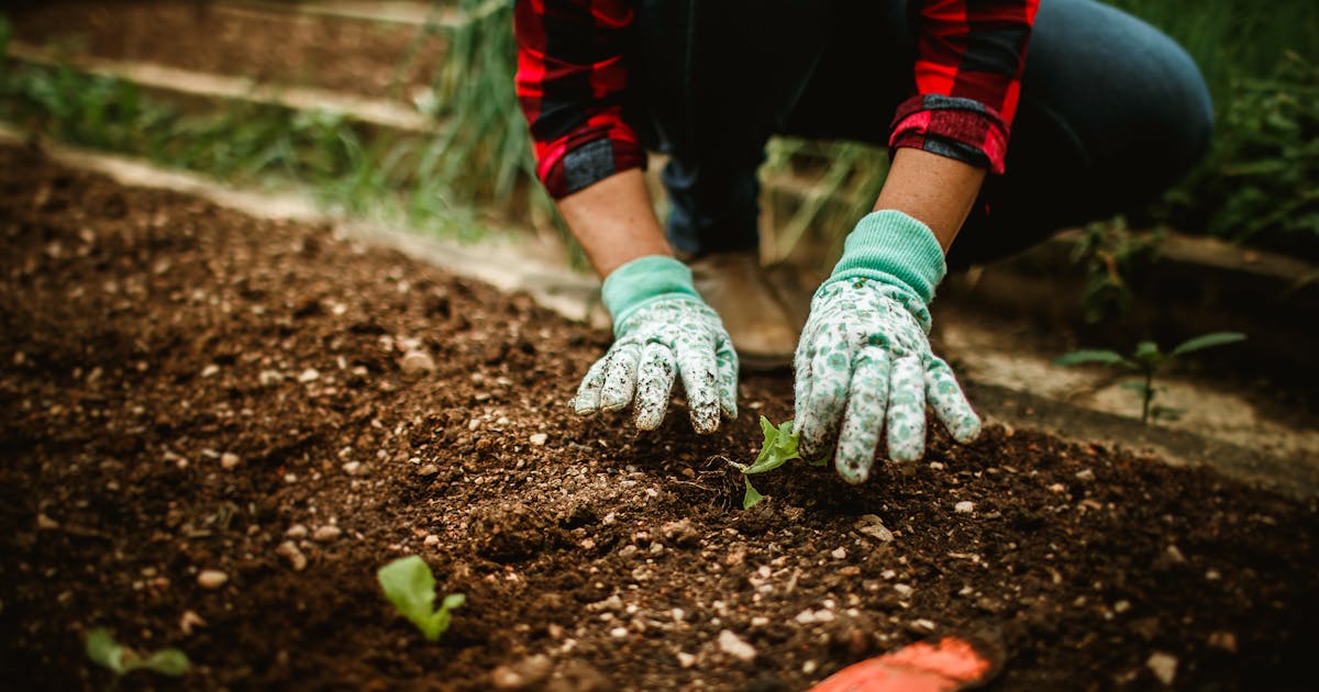 Rats dans le jardin : prévention et traitement efficace